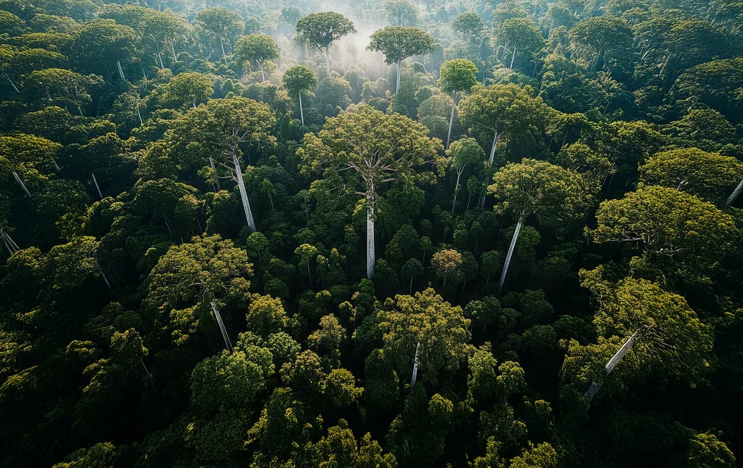 Towering Tualang trees rising above the Malaysian rainforest canopy — the tree Samara Tualang School is named after